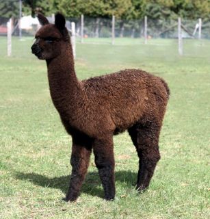 Arriba Linea Alpacas