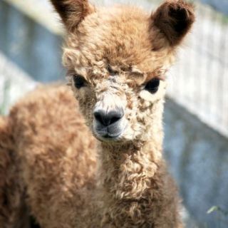 KJ Alpacas