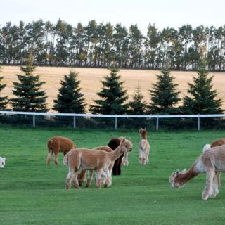 KJ Alpacas