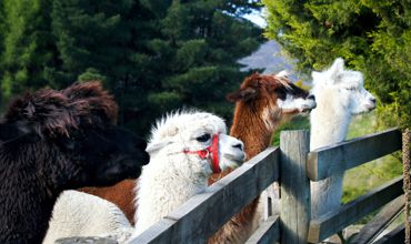 About Alpacas