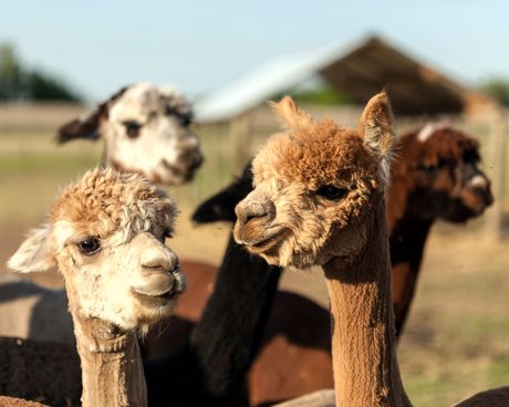 About Alpacas