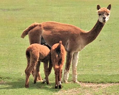 Alpacas Industry Links